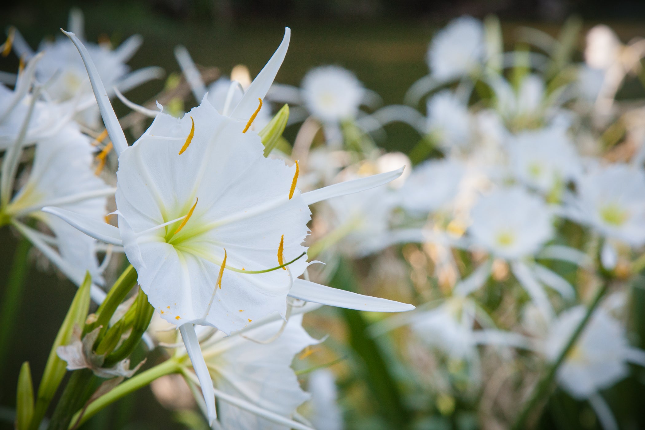 Cahaba Lily Festival in West Blocton Outdoor Alabama